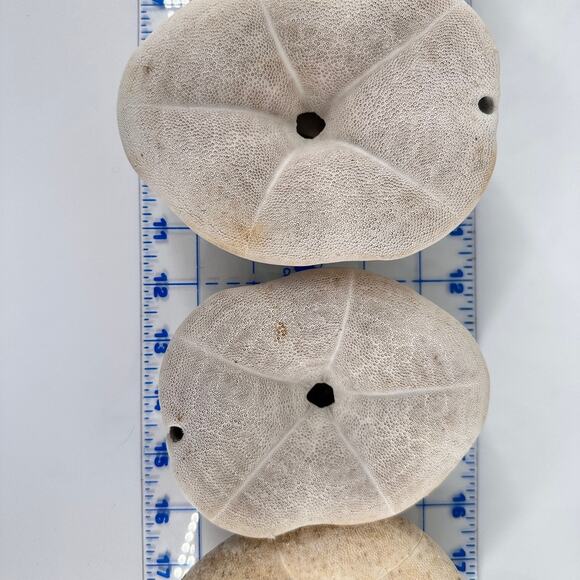 Lot of 6 Fossil Sand Dollars | Natural Sea Biscuit Specimens | Coastal Decor - Picture 8 of 9